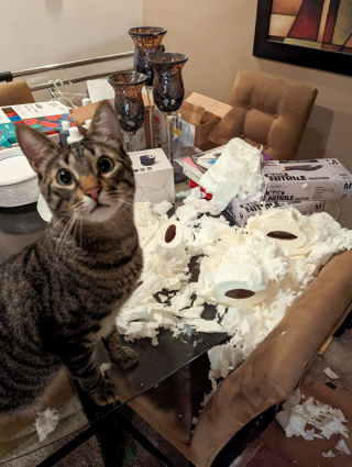 Illustration de l'article : 18 photos hilarantes de chats qui ont été surpris en train de faire une grosse bêtise