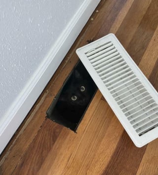 Illustration de l'article : 18 photos hilarantes de chats qui ont été surpris en train de faire une grosse bêtise