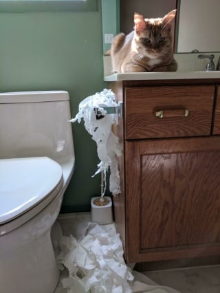 Illustration de l'article : 18 photos hilarantes de chats qui ont été surpris en train de faire une grosse bêtise