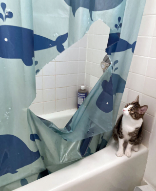 Illustration de l'article : 18 photos hilarantes de chats qui ont été surpris en train de faire une grosse bêtise
