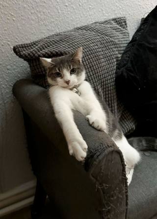 Illustration de l'article : 18 photos hilarantes de chats qui ont été surpris en train de faire une grosse bêtise