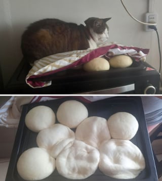 Illustration de l'article : 18 photos hilarantes de chats qui ont été surpris en train de faire une grosse bêtise