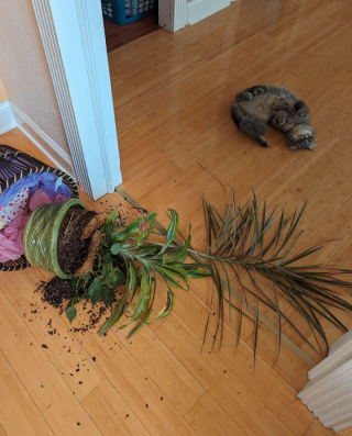 Illustration de l'article : 18 photos hilarantes de chats qui ont été surpris en train de faire une grosse bêtise