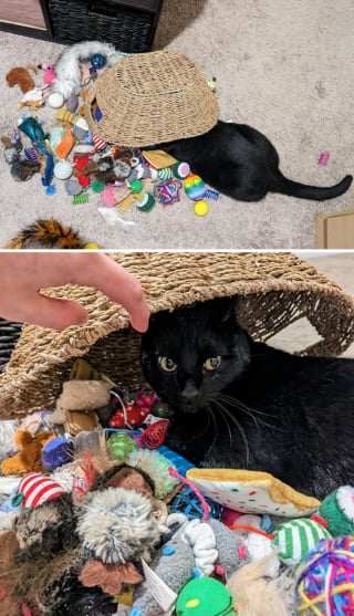 Illustration de l'article : 18 photos hilarantes de chats qui ont été surpris en train de faire une grosse bêtise