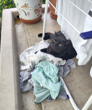 Illustration de l'article : 18 photos hilarantes de chats qui ont été surpris en train de faire une grosse bêtise