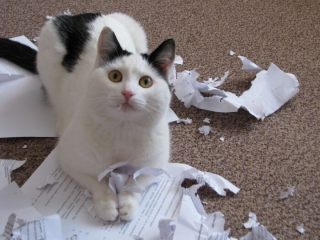 Illustration de l'article : 18 photos hilarantes de chats qui ont été surpris en train de faire une grosse bêtise