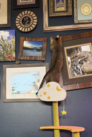 Illustration de l'article : 18 photos hilarantes de chats qui ont été surpris en train de faire une grosse bêtise