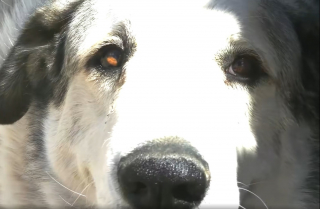 Illustration de l'article : Perdu depuis 16 heures dans la nature, un enfant de 2 ans guidé vers la sécurité par un chien courageux