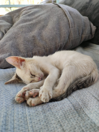 Illustration de l'article : La magnifique histoire d'amitié née à l'étranger entre un chaton et une fillette change la vie du félin et résiste à de multiples rebondissements