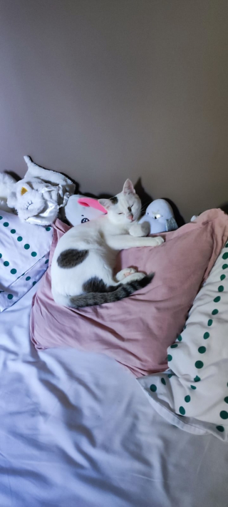 Illustration de l'article : La magnifique histoire d'amitié née à l'étranger entre un chaton et une fillette change la vie du félin et résiste à de multiples rebondissements