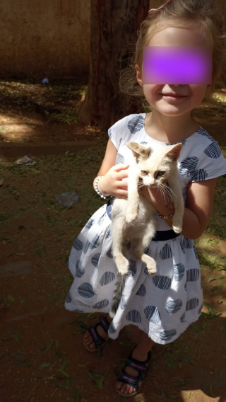 Illustration de l'article : La magnifique histoire d'amitié née à l'étranger entre un chaton et une fillette change la vie du félin et résiste à de multiples rebondissements