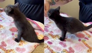 Illustration de l'article : Une inconnue découvre une chatte à 2 pattes près d'une école qui étonne tout le monde en trouvant des alternatives pour être autonome