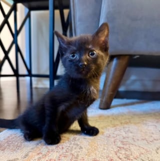 Illustration de l'article : Une inconnue découvre une chatte à 2 pattes près d'une école qui étonne tout le monde en trouvant des alternatives pour être autonome