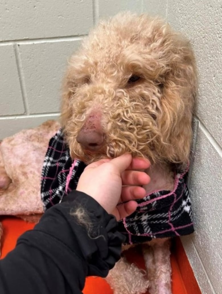 Illustration de l'article : Un Goldendoodle sauvé par 2 de ses congénères voit son destin changer grâce à eux et à leur maître bienveillant