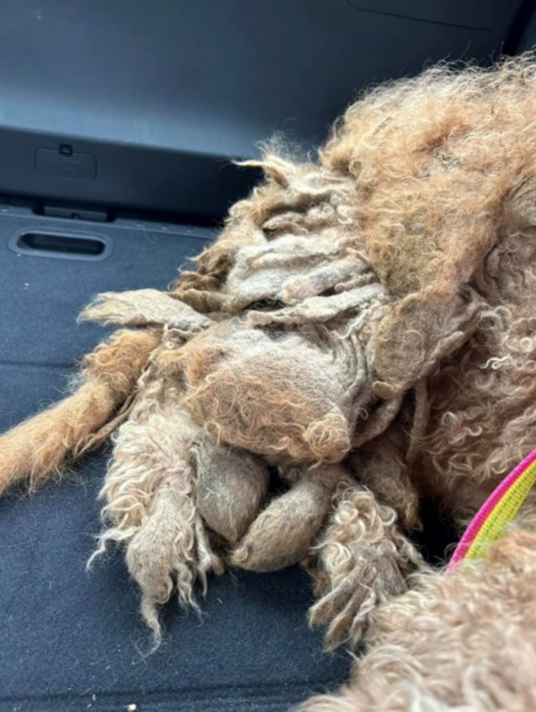 Illustration de l'article : Un Goldendoodle sauvé par 2 de ses congénères voit son destin changer grâce à eux et à leur maître bienveillant