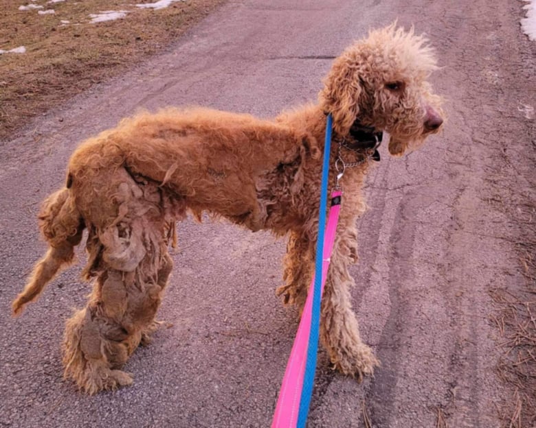 Illustration de l'article : Un Goldendoodle sauvé par 2 de ses congénères voit son destin changer grâce à eux et à leur maître bienveillant