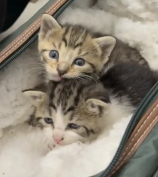 Illustration de l'article : Un ouvrier découvre 3 chatons livrés à eux-mêmes sur un chantier et devant leur survie à un conduit de ventilation (vidéo)