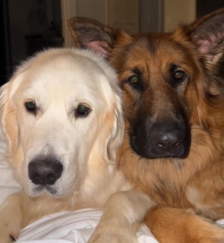 Illustration de l'article : Ce Berger Allemand ramène l’ordre dans la maison lorsque ses copains chiens font trop de bruit à son goût (vidéo) 