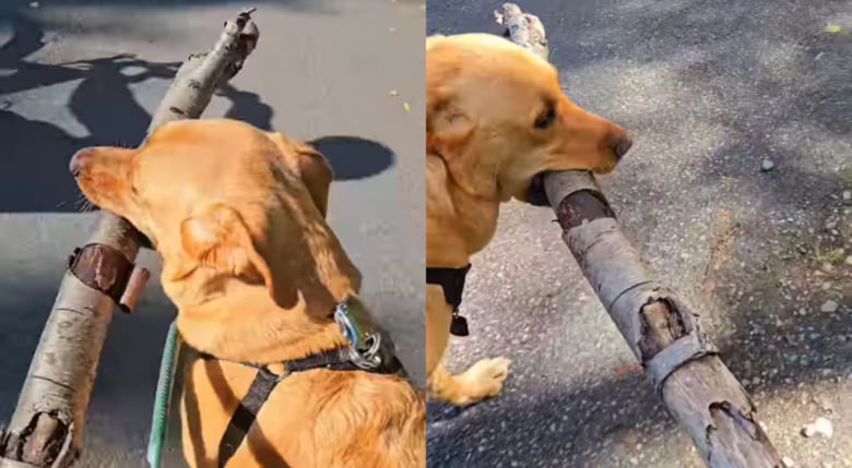 Illustration de l'article : Ce Labrador, qui a trouvé le bâton parfait, est félicité par tous les passants qu’il croise (vidéo)