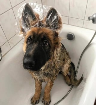 Illustration de l'article : 15 photos prouvant que les chiens sont une source inépuisable d'amour et de joie