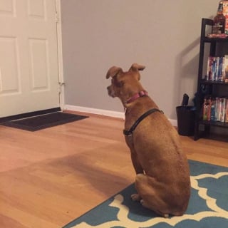 Illustration de l'article : 15 photos prouvant que les chiens sont une source inépuisable d'amour et de joie