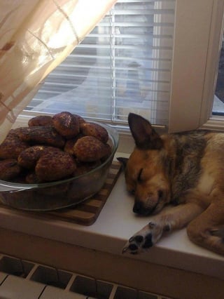 Illustration de l'article : 15 photos prouvant que les chiens sont une source inépuisable d'amour et de joie