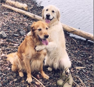 Illustration de l'article : 15 photos prouvant que les chiens sont une source inépuisable d'amour et de joie