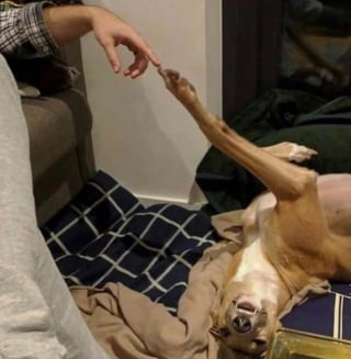 Illustration de l'article : 15 photos prouvant que les chiens sont une source inépuisable d'amour et de joie
