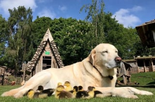 Illustration de l'article : 15 photos prouvant que les chiens sont une source inépuisable d'amour et de joie