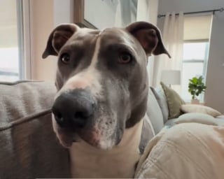 Illustration de l'article : Ce chien adore le jeudi, jour où il retrouve ses éboueurs préférés et leur fait la fête par toutes les météos (vidéo)