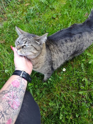 Illustration de l'article : Le penchant de cette chatte voleuse pour les gants de jardinage lui vaut une impressionnante collection et fait rire tout son quartier