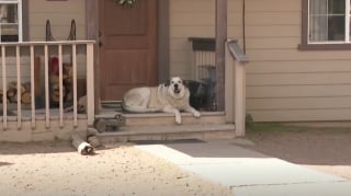 Illustration de l'article : Les parents d’un enfant de 2 ans mis en sécurité par un chien après s’être perdu en pleine nuit rendent hommage à l’animal