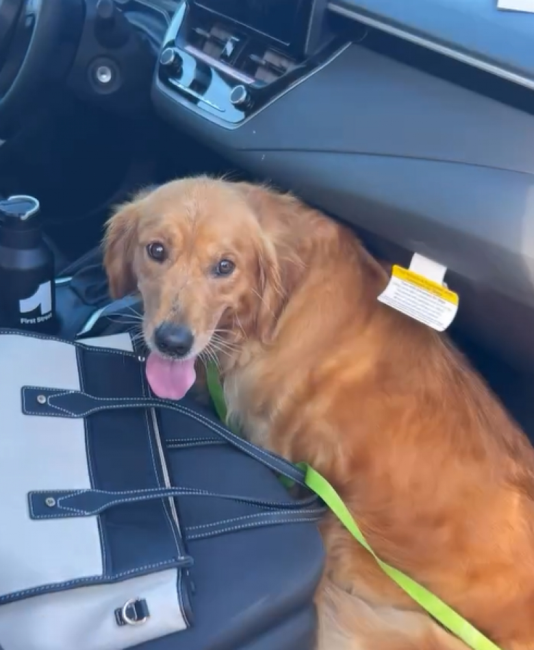 Illustration de l'article : Cette chienne était vouée à servir de reproductrice, jusqu’à ce qu’elle soit sauvée et découvre l’amour d’un foyer chaleureux (vidéo)