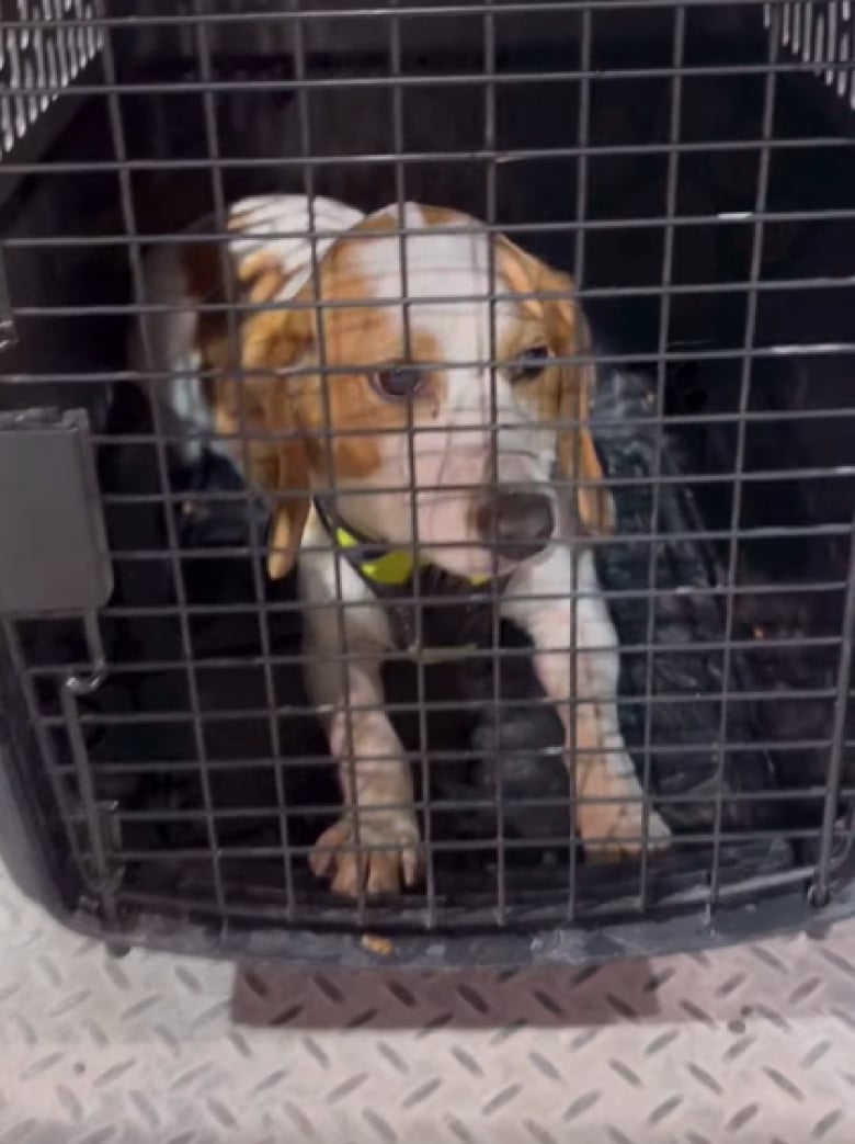 Illustration de l'article : Après avoir passé sa vie dans un laboratoire, cette femelle Beagle profite enfin de la chaleur d’un foyer aimant