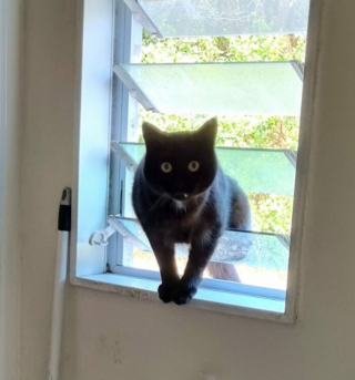 Illustration de l'article : 16 photos hilarantes de chats qui mènent la grande vie où bon leur semble