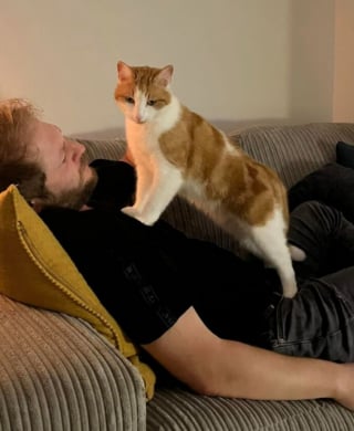Illustration de l'article : 16 photos hilarantes de chats qui mènent la grande vie où bon leur semble