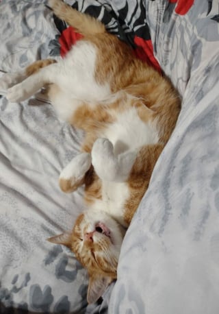 Illustration de l'article : 16 photos hilarantes de chats qui mènent la grande vie où bon leur semble