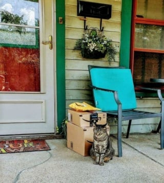 Illustration de l'article : 16 photos hilarantes de chats qui mènent la grande vie où bon leur semble