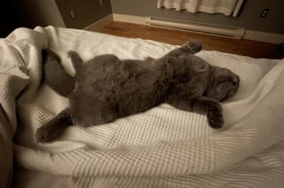 Illustration de l'article : 16 photos hilarantes de chats qui mènent la grande vie où bon leur semble