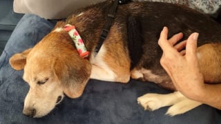 Illustration de l'article : Trouvée avec ses chiots nouveau-nés tout près d’une route très fréquentée, cette adorable chienne peut enfin espérer la vie qu’elle a mérité