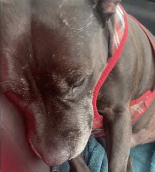 Illustration de l'article : Une femme découvre en ligne le profil d’un chien à vendre présentant des morsures étranges partout sur le corps et décide de le sauver (vidéo)