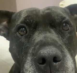Illustration de l'article : Une femme découvre en ligne le profil d’un chien à vendre présentant des morsures étranges partout sur le corps et décide de le sauver (vidéo)