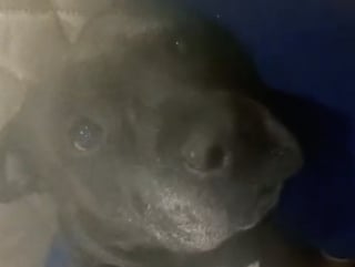 Illustration de l'article : Une femme découvre en ligne le profil d’un chien à vendre présentant des morsures étranges partout sur le corps et décide de le sauver (vidéo)