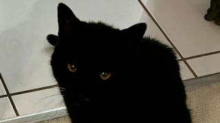 Illustration de l'article : Un chat disparu pendant 2 longues années réapparaît soudainement aux côtés d’un fidèle acolyte