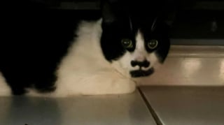 Illustration de l'article : Un chat disparu pendant 2 longues années réapparaît soudainement aux côtés d’un fidèle acolyte