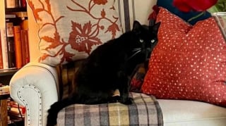 Illustration de l'article : Un chat disparu pendant 2 longues années réapparaît soudainement aux côtés d’un fidèle acolyte