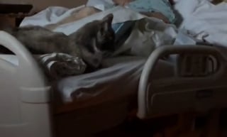 Illustration de l'article : Le dernier souhait d'une grand-mère était de passer une ultime journée avec son chat, il a été exaucé dans un moment poignant (vidéo)