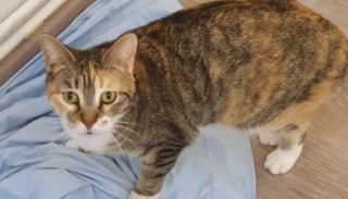 Illustration de l'article : Vivant dans un appartement avec plus de 40 chats et 2 chiens, cette femme trompe les enquêteurs pour échapper à la justice
