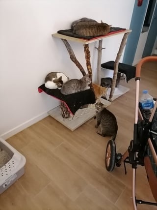 Illustration de l'article : Vivant dans un appartement avec plus de 40 chats et 2 chiens, cette femme trompe les enquêteurs pour échapper à la justice