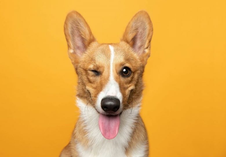 Illustration de l'article : 18 photos célébrant la beauté canine, présentées lors d’un concours de photographie d’exception